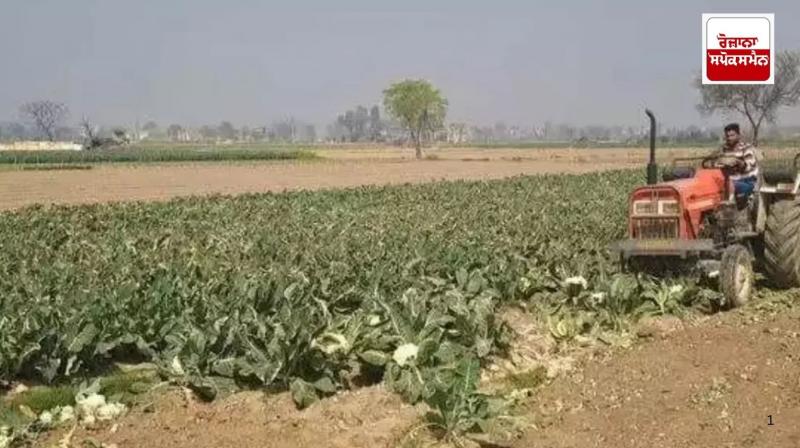 Cabbage being sold at Rs 1 per kg, UP farmers worried about heavy losses