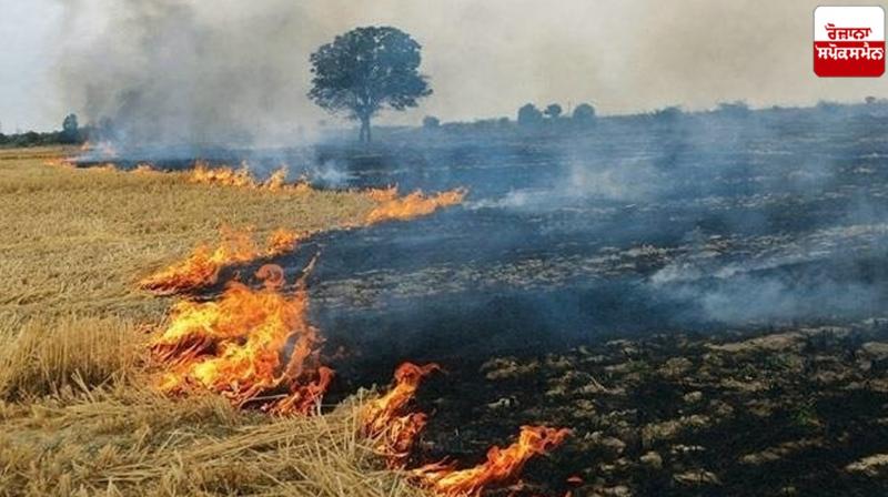Punjab Stubble burning Cases News in punjabi