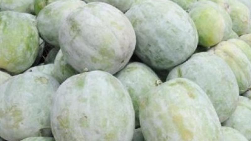 How to Grow Pumpkins