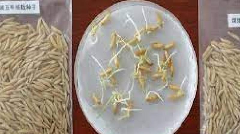 What is Space rice? China harvests 1st batch of seeds that travelled around moon