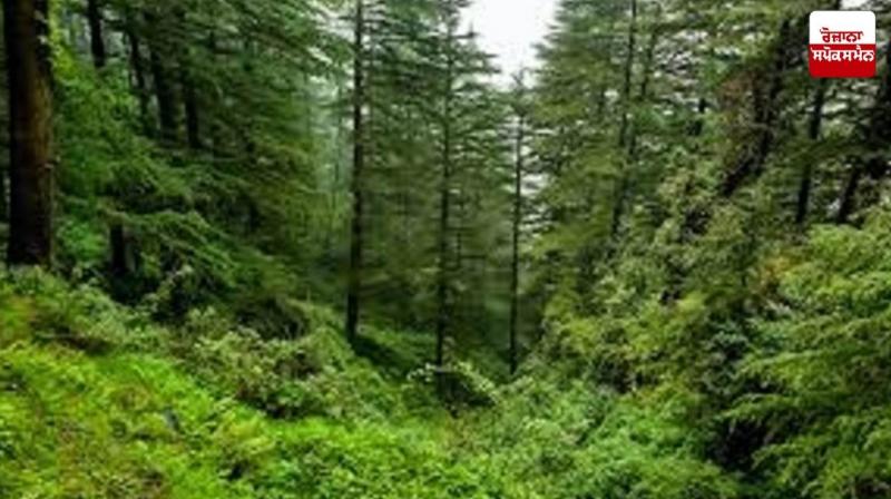 India Becomes Ninth Country with Largest Forest Area Latest News in Punjabi 