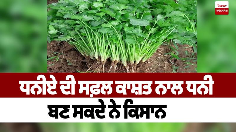 Farmers can become rich with successful cultivation of coriander