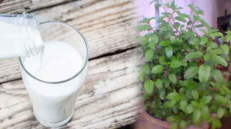 Tulsi milk