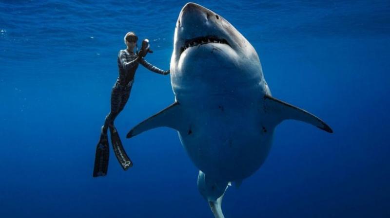 Biggest great white shark