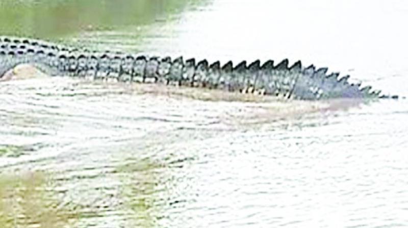 Gharials  