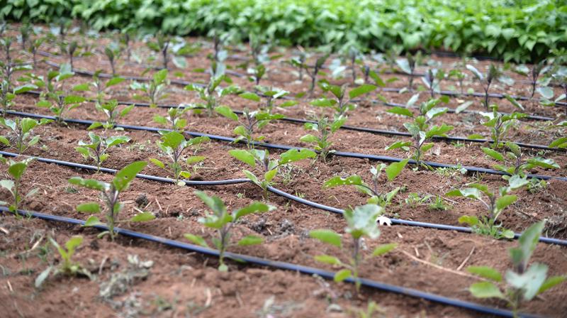 Drip irrigation