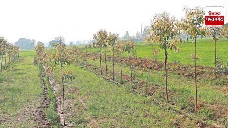 Hybrid eucalyptus farming can be profitable