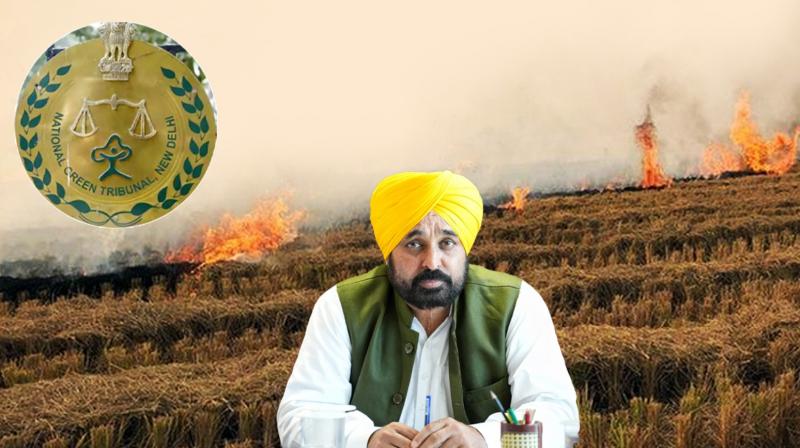 Stubble Burning News 