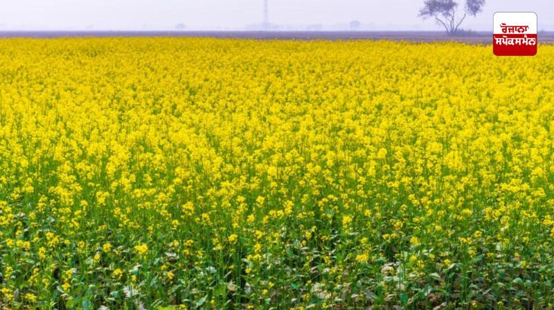 Farmers have turned to oilseeds instead of wheat and paddy, mustard cultivation has reached 3 thousand acres.