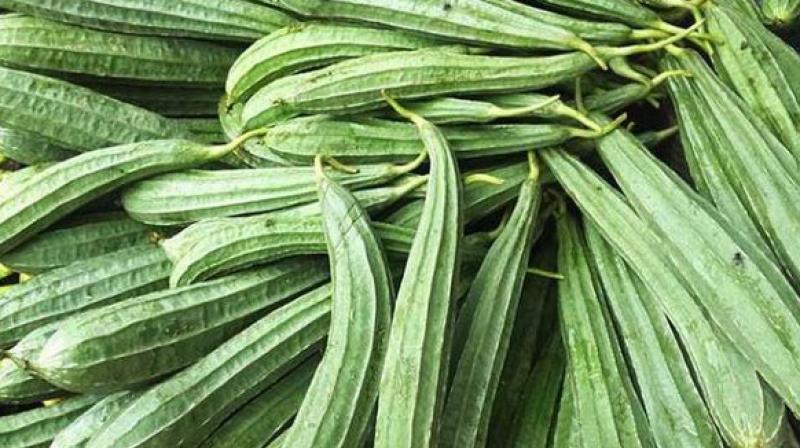 Luffa is useful in summer