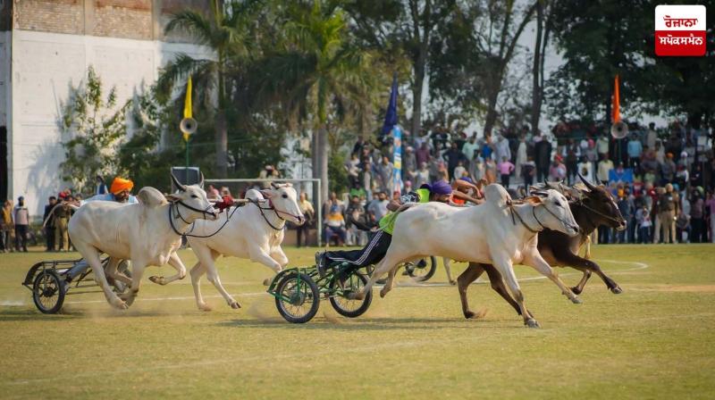 Kila Raipur Rural Olympics News