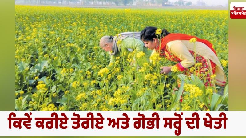 How to cultivate mustard, cabbage and turnip Farming News