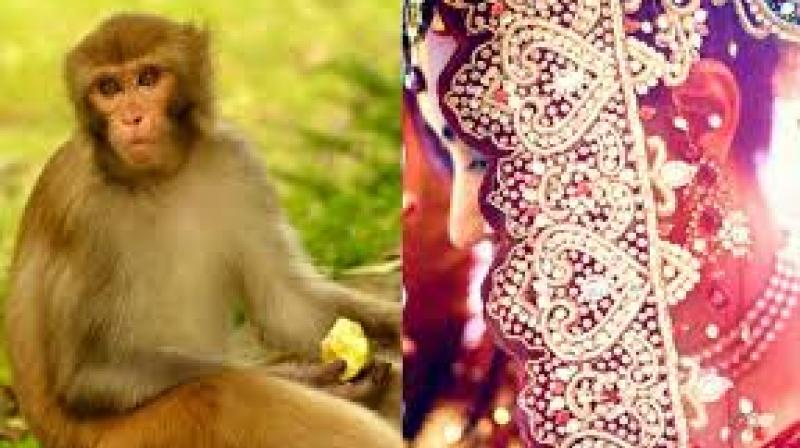 Ratanpur Bihar Monkey girl wedding