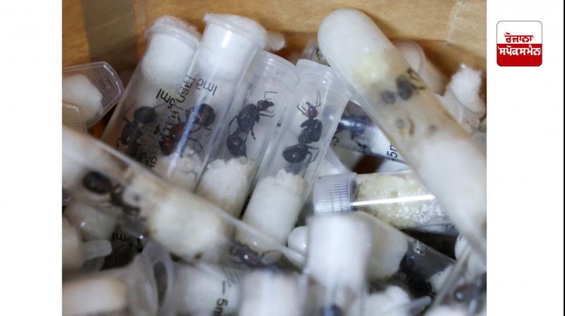 ਅਫਰੀਕੀ ਦੇਸ਼ ਕੀਨੀਆ ’ਚ 5000 ਕੀੜੀਆਂ ਦੀ ਤਸਕਰੀ ਦੇ ਦੋਸ਼ ’ਚ ਦੋ ਲੋਕਾਂ ਨੂੰ ਕੀਤਾ ਗ੍ਰਿਫ਼ਤਾਰ 