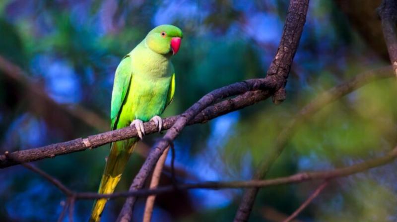 A caged parrot said, I am sad......