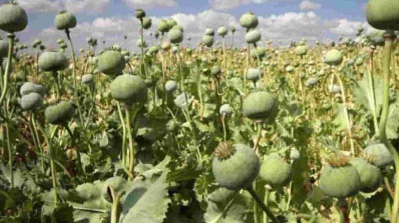 Opium cultivation