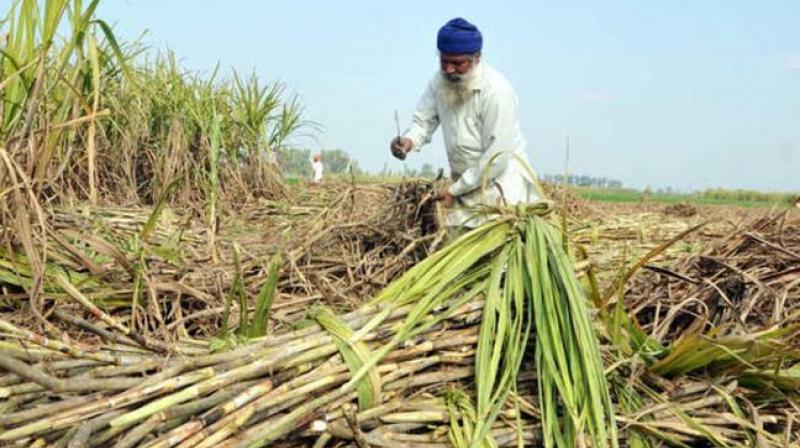  Payment of Rs 45 crore to sugarcane cultivators released: Sukhjinder Singh Randhawa