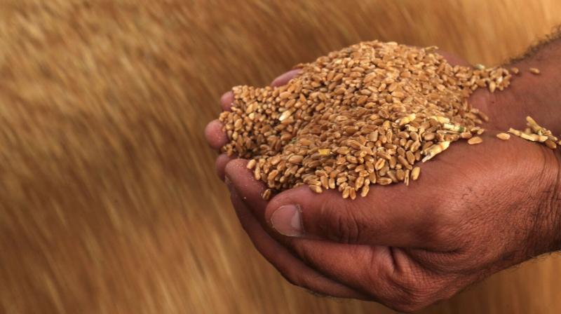 Preparations for wheat procurement for central storage begin