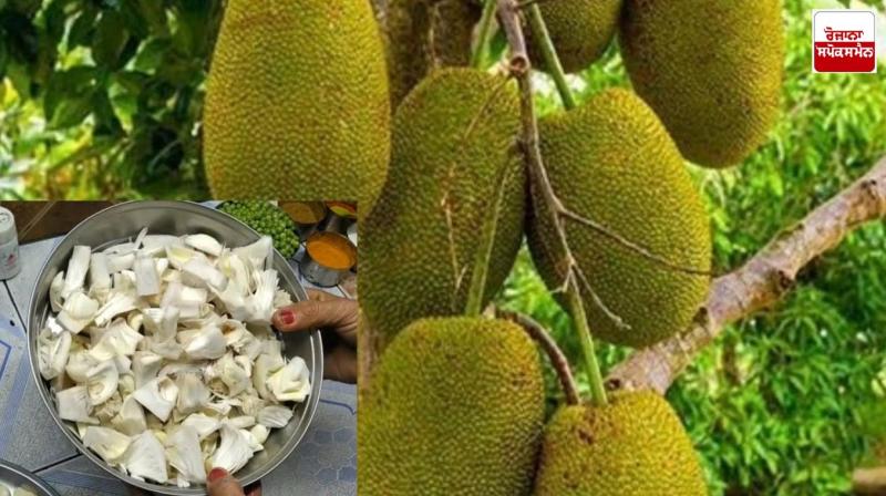 Farmers can earn good income in less time by cultivating jackfruit