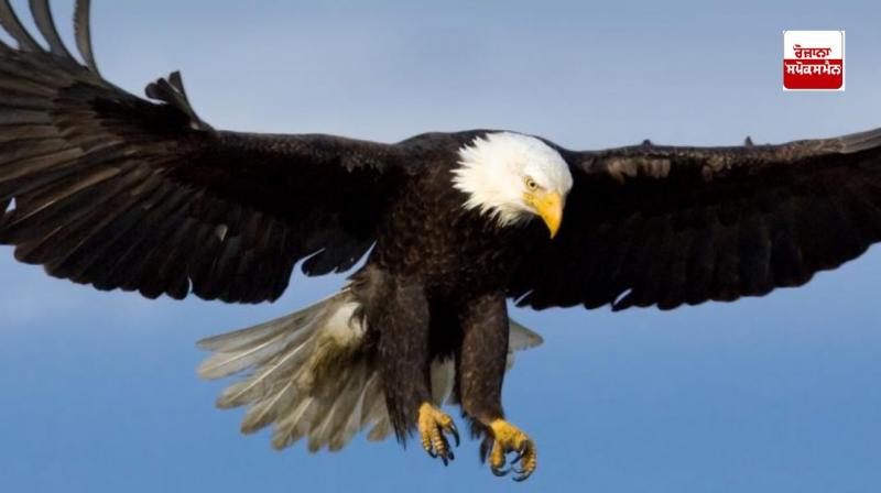 The important role of insects in human life