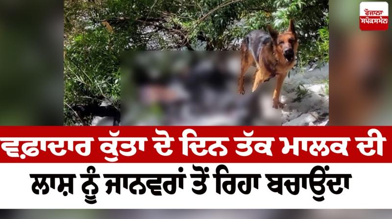 The faithful dog would protect the owner's body from the animals for two days News in punjabi 