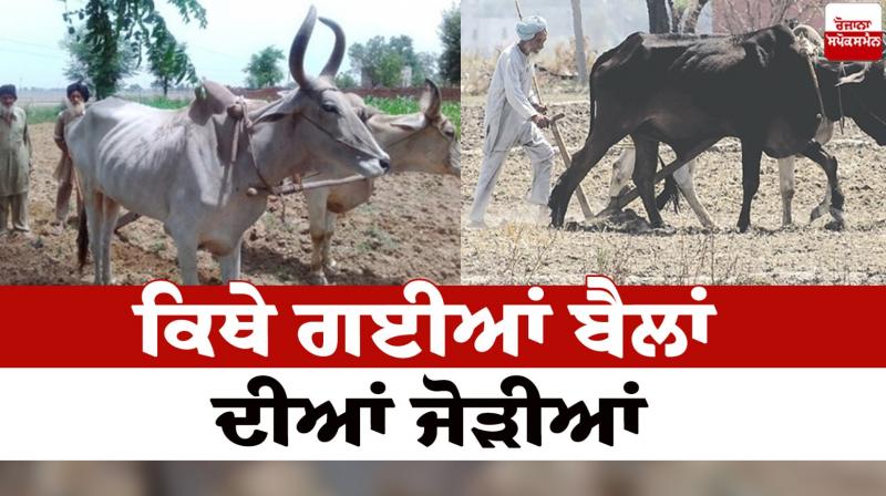 Where did the pairs of oxen go Punjabi Culture News in punjabi 