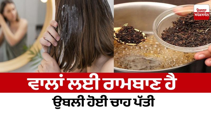 Boiled tea leaves are a panacea for hair Beauty Tips