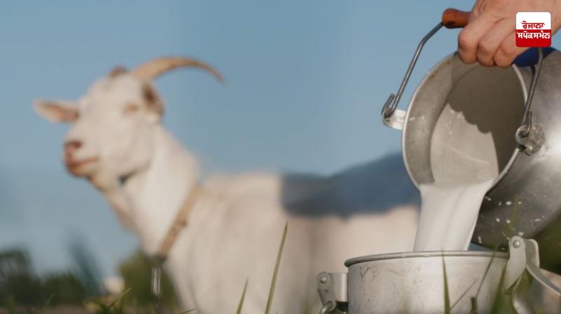 Goat milk is very beneficial in many problems Health News