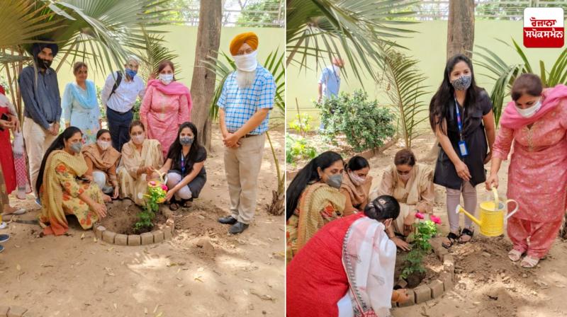 Tree plantation drive