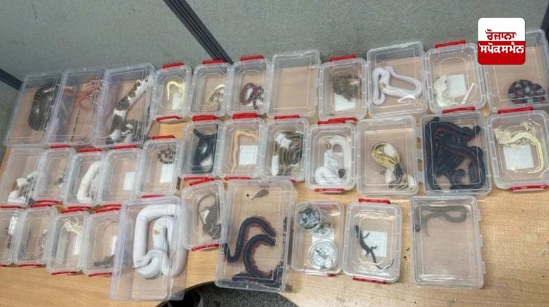 ਯਾਤਰੀਆਂ ਕੋਲੋਂ ਬੈਗਾਂ ’ਚ 22 ਸੱਪ, 23 ਕਿਰਲੀਆਂ ਅਤੇ 14 ਵਿਦੇਸ਼ੀ ਕੀੜਿਆਂ ਦੇ ਡੱਬੇ ਹੋਏ ਬਰਾਮਦ 