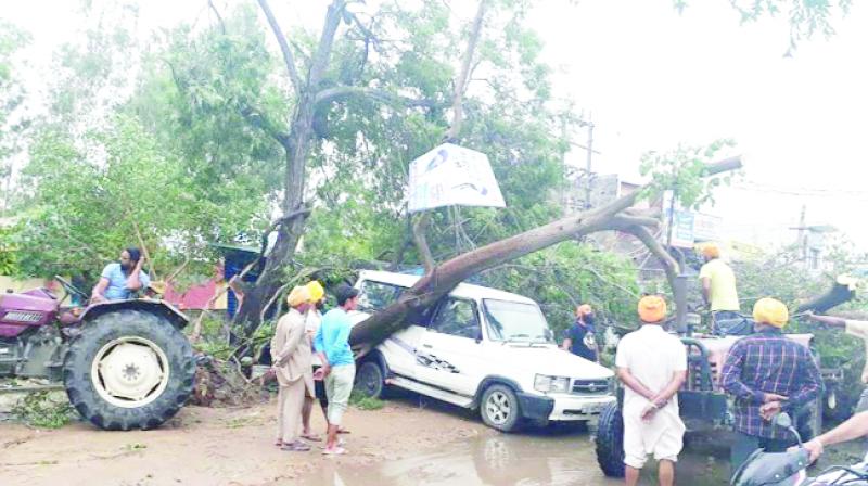 Tree fallen Due to Hurricane