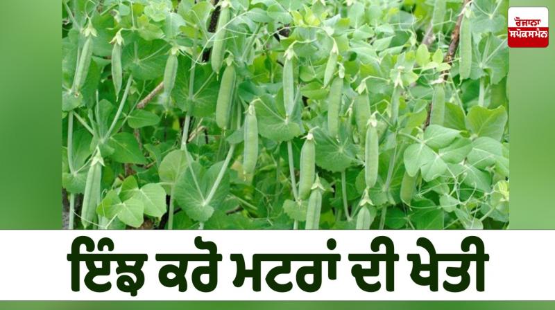 Peas Farming News in punjabi