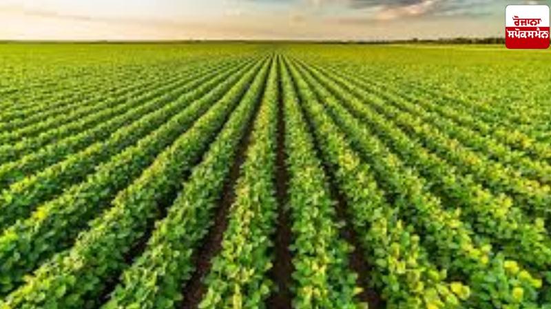 Agriculture Department gives suggestions to protect crops and animals from cold