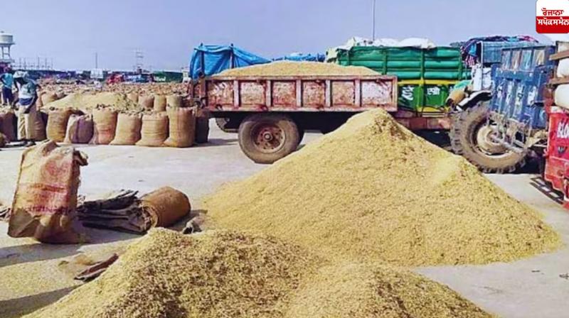 punjab paddy mandi News