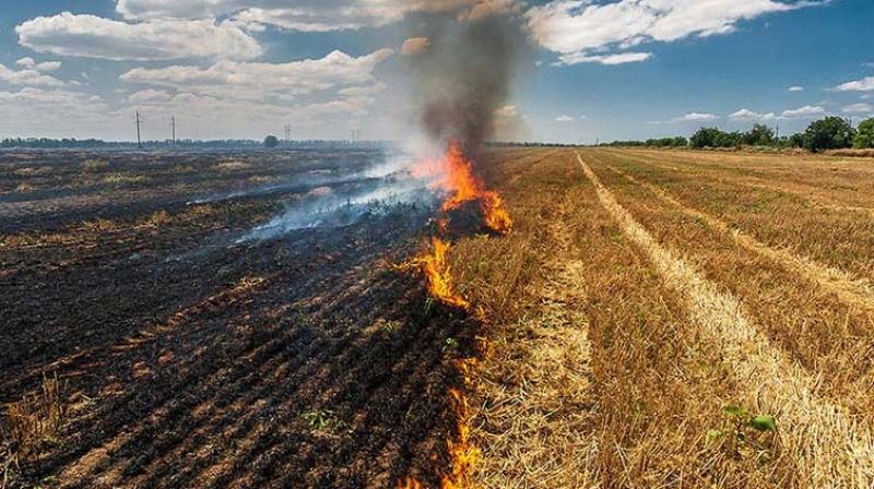 Punjab Stubble Burning News in punjabi