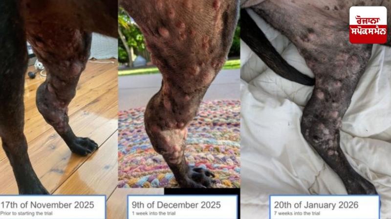 Australian data scientist discovers potential cure for dog