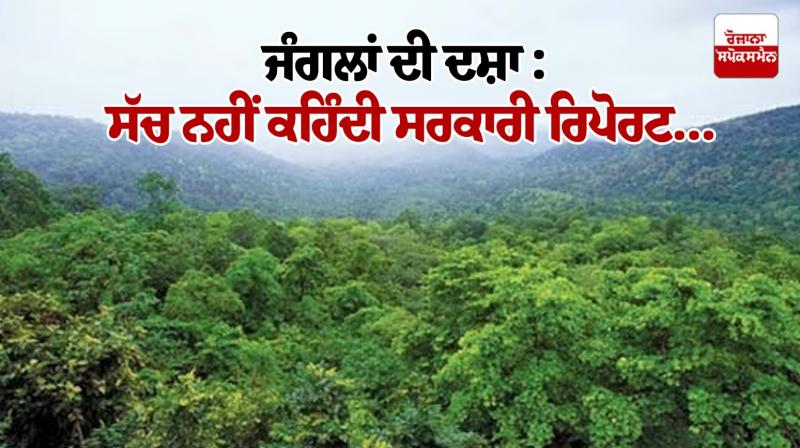 State of forests: Government report does not tell the truth...