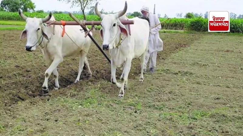  ਹੁਣ ਨਹੀਂ ਖੜਕਦੀਆਂ ਬਲਦਾਂ ਦੇ ਗਲ ਟੱਲੀਆਂ