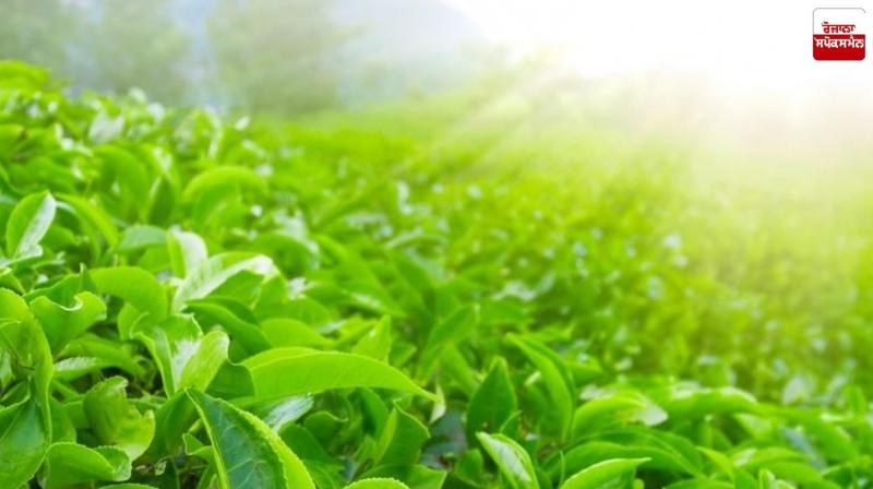 Only beverages made from the actual tea plant will be considered 'tea'