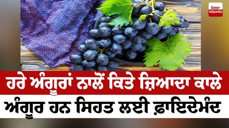 Black grapes are more beneficial for health than green grapes Health News