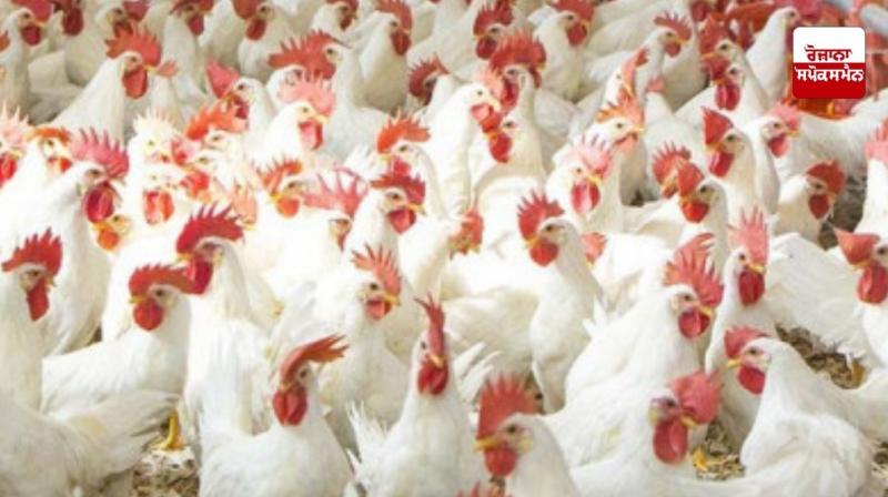 Chicken prices hike due to Ramadan in Pakistan