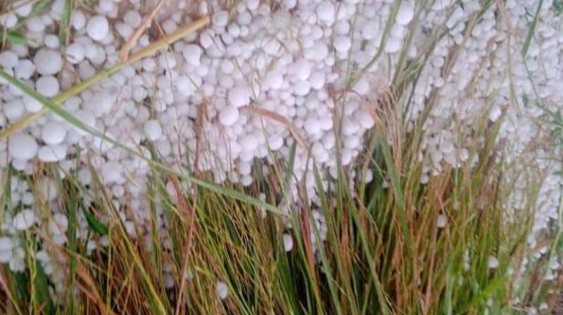  Unseasonal rains and hailstorms wreak havoc in Punjab