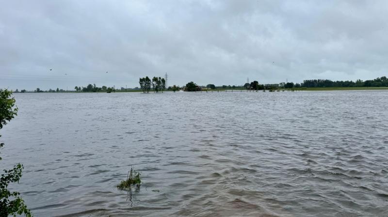 Punjab Flood News in punjabi