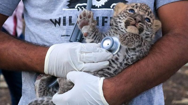 Delhi will get its first wild animal rescue centre in wildlife week next month