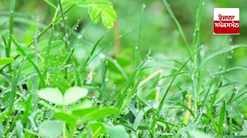 An easy way for farmers to protect potatoes, mustard, pulses and vegetables from fog