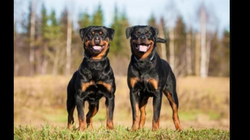 Two Rottweiler Dogs