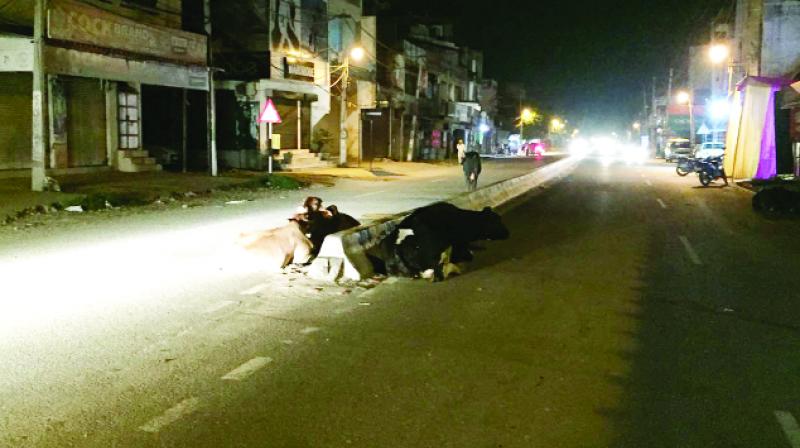Stray Cattles in Kurali