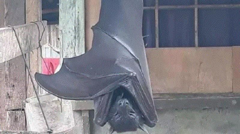 viral image of bat 