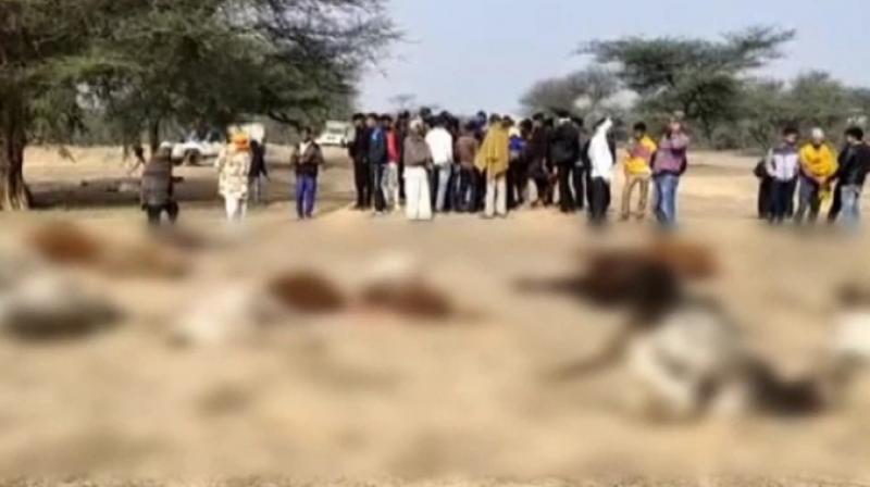 80 Cows Die of Suspected Food Poisoning in Govt-aided Shelter in Rajasthan's Churu