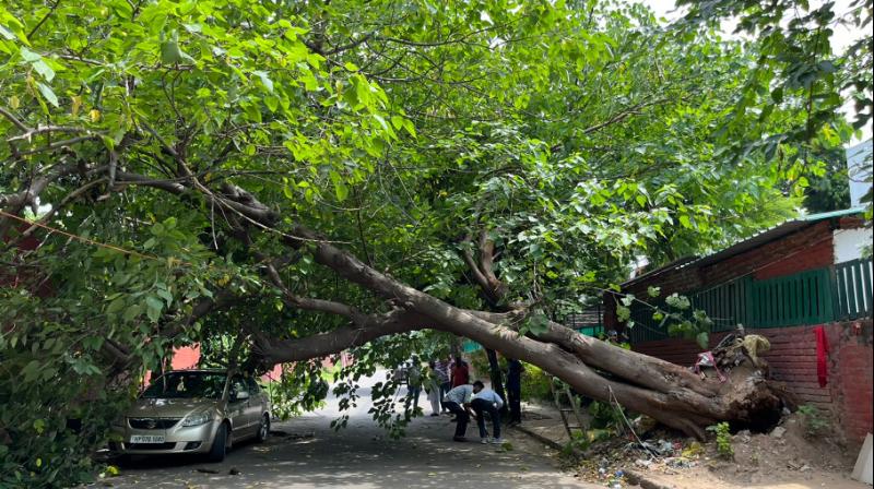 Tree fell again in Chandigarh 